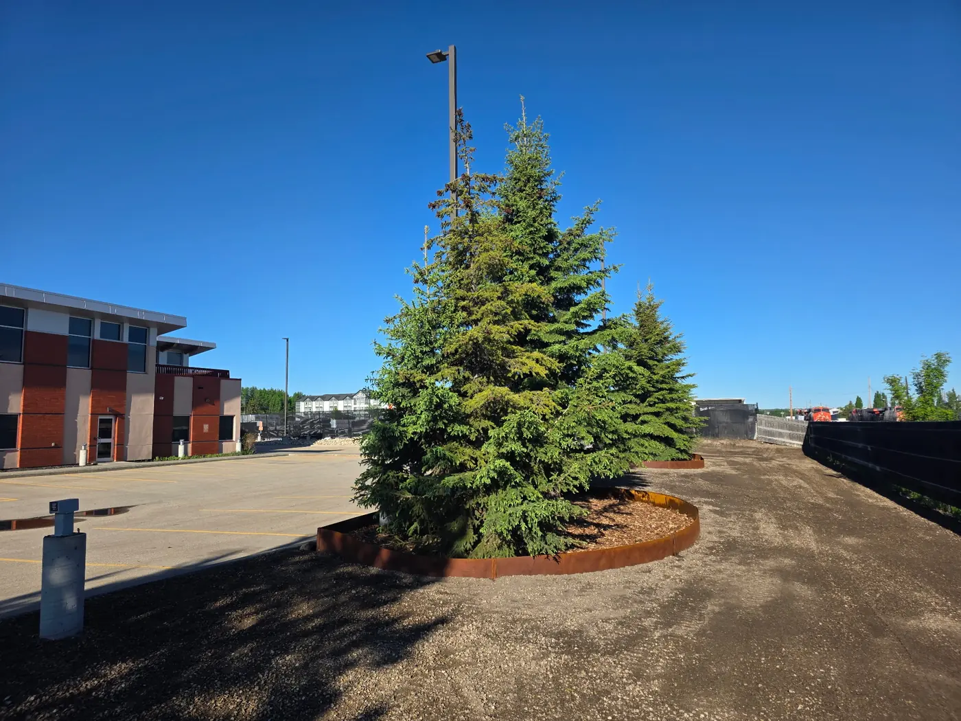 Corten steel edging around a spruce island at a public institutional building