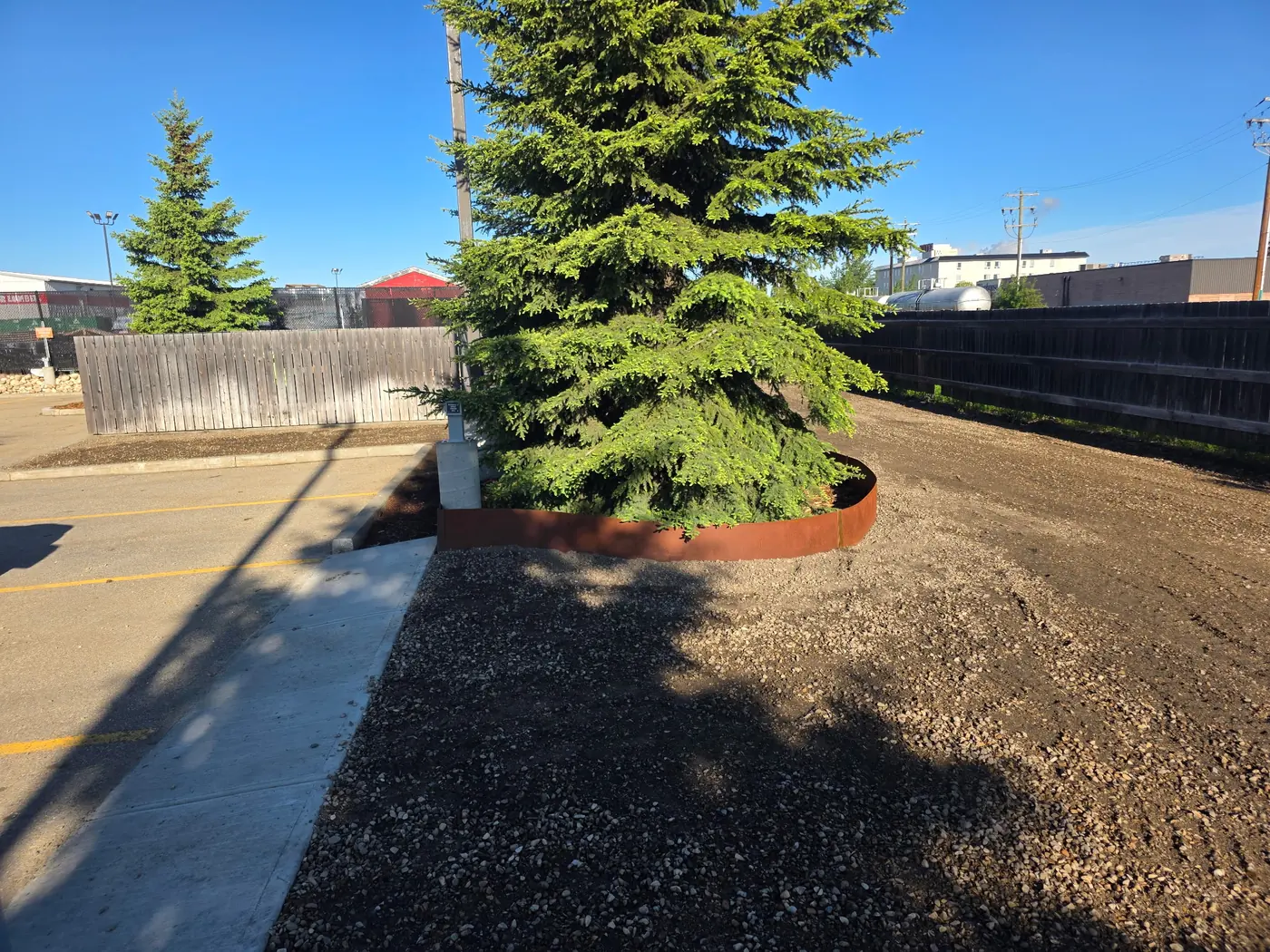 Corten steel edging around a spruce tree island beside a parking lot sidewalk