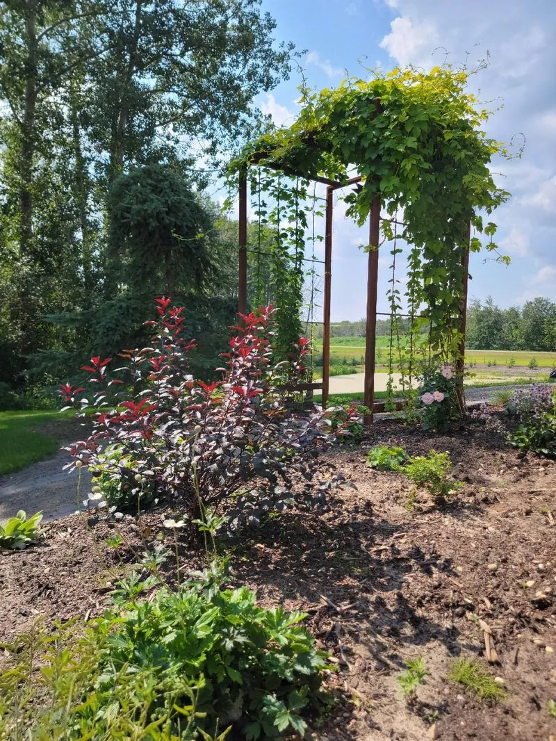 Corten trellis and arbor with foundation planting