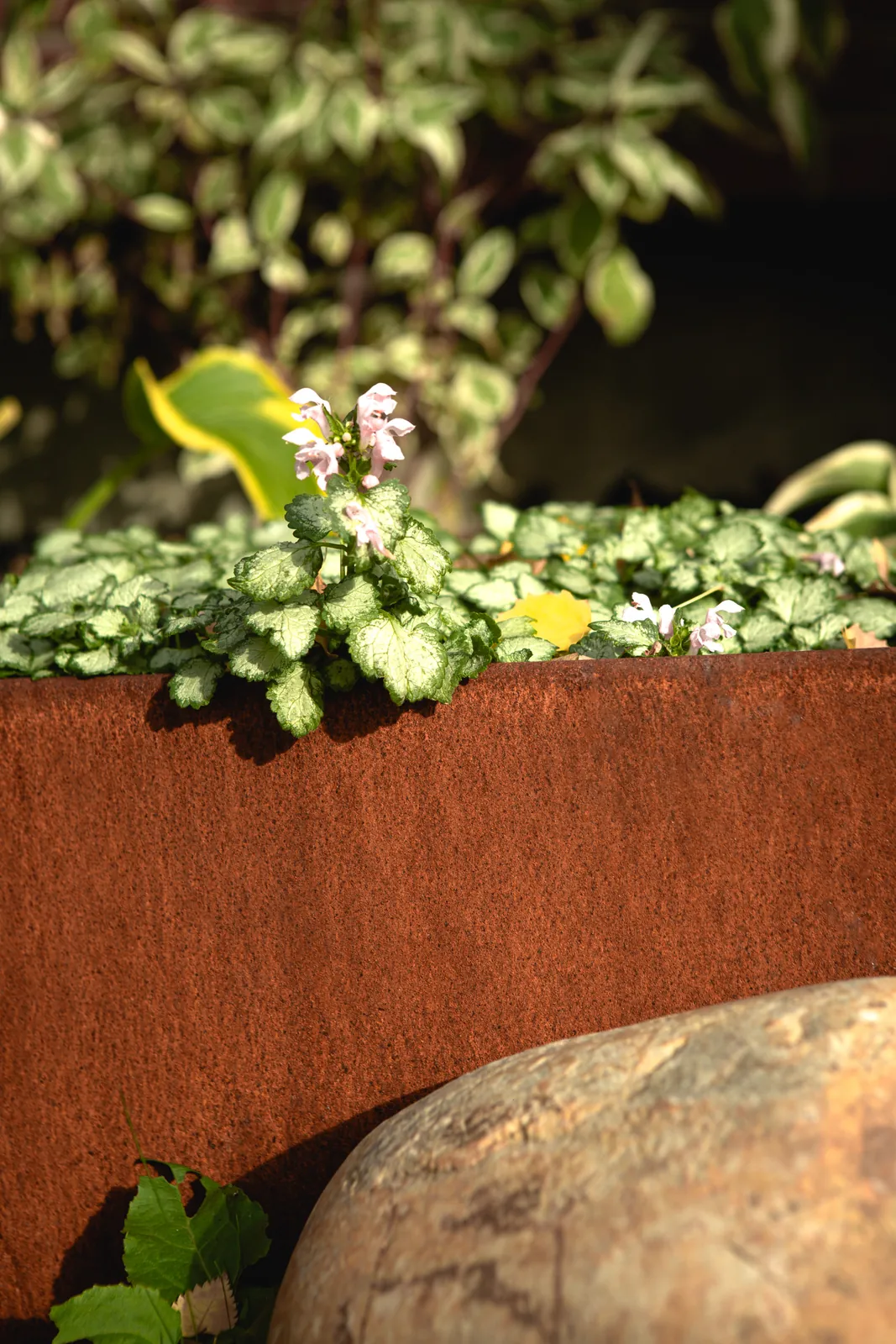 Close view of weathered Corten steel edging with groundcover spilling over the top