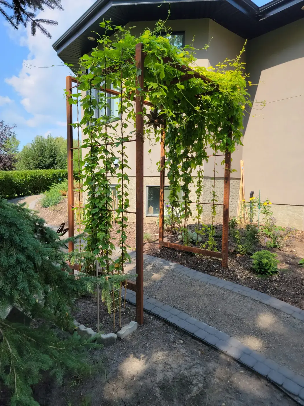 Garden path leading through a Corten steel arbor with climbing hops